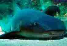 В Мозамбике обнаружили редких акул, которые на грани вымирания