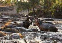 В Колумбии хотят истребить бегемотов Пабло Эскобара