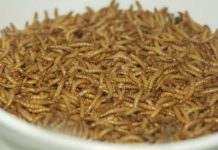 В странах ЕС разрешили употреблять в пищу мучных червей