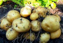 Украина за год нарастила импорт картофеля почти на 32 процента