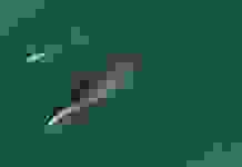 У вымирающего вида китов родились 14 детёнышей