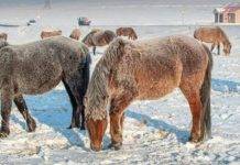 В Монголии из-за сильных морозов гибнут животные