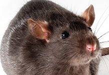 Во Львовской области выявлено редкое заболевание хантавирус