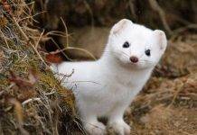 В Финляндии разрабатывают вакцину от COVID-19 для животных