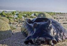 В Тихом океане обнаружили странных огромных слизней