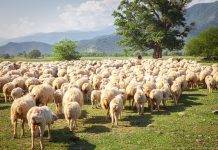 Овцеводство в Украине осуществило экспортный прорыв