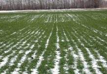 Эксперты рассказали, навредят ли урожаям в Украине морозы