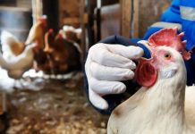 В Индии массово уничтожают птиц из-за вспышки вируса