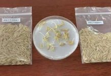 В Китае проросли семена риса, которые побывали на Луне