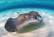 В мире стремительно сокращается популяция акул и скатов