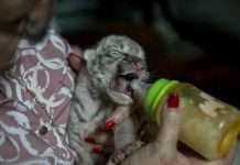 Одна в мире: в Никарагуа родился уникальный белый тигрёнок