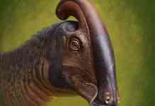 Учёные описали вид двух уникальных динозавров