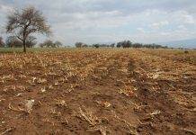 Украину снова ждёт засуха, аграриям придётся приспосабливаться