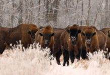 Почти 36 тысяч видов животных на грани вымирания, – учёные