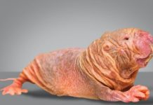 Грызуны с акцентом: в Африке нашли животных с разными диалектами