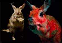 Грызуны долгоноги излучают разноцветное свечение, – учёные