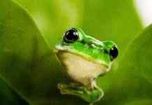 Из-за изменений климата лягушки могут перестать прыгать, – учёные