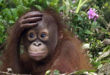 Обезьяна с вживлённым чипом Маска научилась играть в приставку