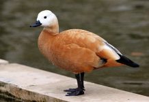 В Херсонской и Львовской областях – массовая гибель птиц