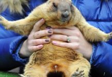 День сурка: Украину, по прогнозам, ждёт ранняя весна