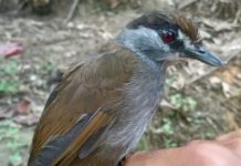 В мире найдены редкие представители фауны, считавшиеся вымершими