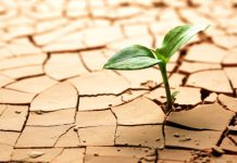 В Украине участятся засухи и суховеи: чем это грозит посевам