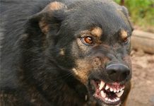 Учёные выяснили, что марихуана успокаивает злых собак