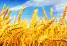 Украина своё зерно продала, теперь завозит импортное