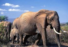 Два вида африканских слонов – на грани исчезновения