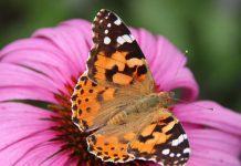 В США из-за изменений климата резко снизилась популяция бабочек