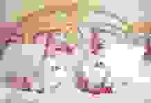 Во всём мире учёные зафиксировали пик рождаемости близнецов