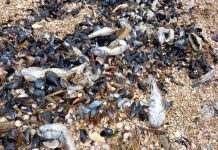 Массовый мор бычка в Азовском море: ущерб – около 91 млн грн