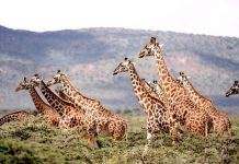 Уникальный ген защищает жирафов от гипертонии, – учёные