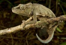В Эфиопии обнаружен новый вид хамелеонов, – учёные