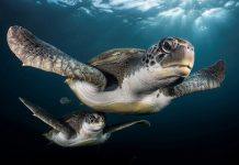 Учёные не могут объяснить, почему жители океана плавают кругами