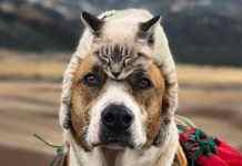 В США по «золотому сечению» определили самое милое животное