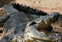 Учёные объяснили, почему крокодилы пережили динозавров