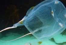 Впервые за 14 лет: в Австралии от «укуса» медузы погиб подросток