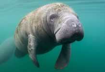 Рекордные морозы в США: погибли 3,8 млн рыб и сотни ламантинов