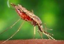 В Харькове женщина умерла от малярии: поздно обратилась к врачам