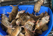 Нашествие мышей в Австралии: кусают людей и заражают лихорадкой