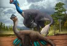 В Китае нашли окаменелость динозавра, сидящего на кладке яиц