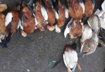 В Херсонской области продолжают гибнуть редкие птицы