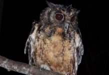 В Южной Африке обнаружили два новых вида сов, они уже вымирают