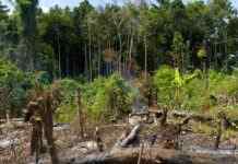 На планете стремительно уменьшается площадь тропических лесов