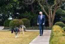 Овчарка Байдена никак не угомонится – она снова начала кусаться