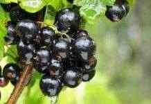 В Украине растёт спрос на чёрную смородину и чернику