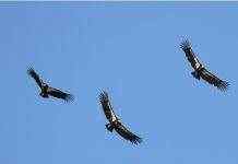 В США и Великобритании орнитологи спасают редких птиц