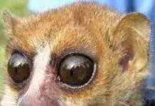 Учёные рассказали, какие животные могут исчезнуть из-за климата