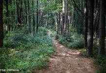 У Херсонській області заборонили пікніки в лісах на травневі свята